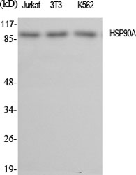 HSP90 alpha Polyclonal Antibody (E-AB-31752)