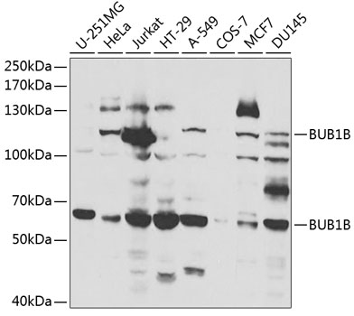 BUB1B Polyclonal Antibody (E-AB-67211)