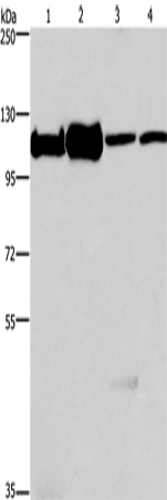 MCM6 Polyclonal Antibody (E-AB-10451)