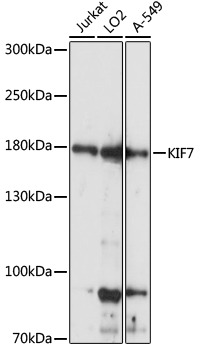 KIF7 Polyclonal Antibody (E-AB-91213)