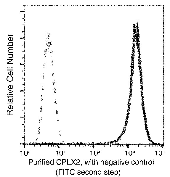 Recombinant Complexin-2/CPLX2 Monoclonal Antibody (AN300245P)