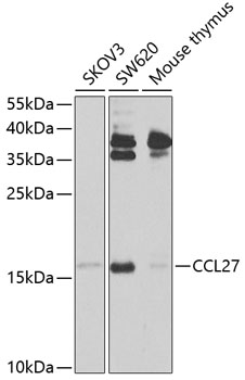CCL27 Polyclonal Antibody (E-AB-93004)
