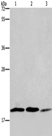 RAP1B Polyclonal Antibody (E-AB-13928)