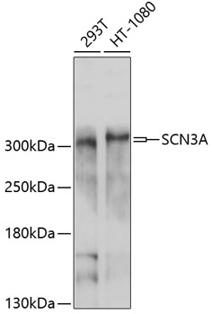 SCN3A Polyclonal Antibody (E-AB-90062)