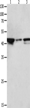 MAP2K2 Polyclonal Antibody (E-AB-12553)