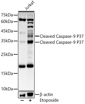 Cleaved Caspase-9 P37 Polyclonal Antibody (E-AB-93363)