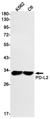 Recombinant PD L2 Monoclonal Antibody (E-AB-81595)
