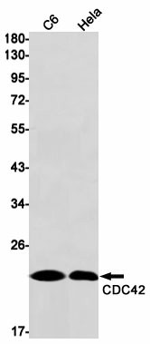 Recombinant CDC42 Monoclonal Antibody (E-AB-81545)