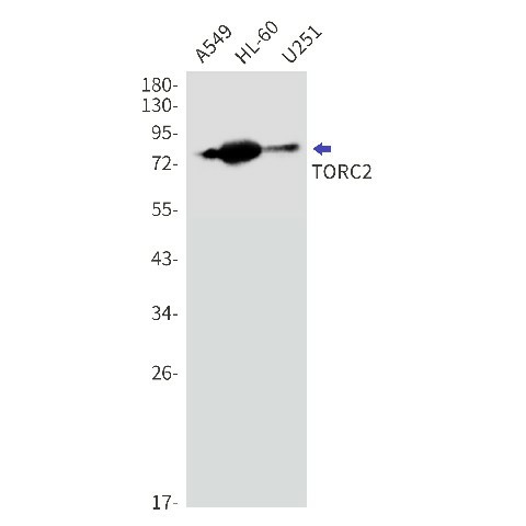 Recombinant CREB Regulated Transcription Coactivator 2 Monoclonal Antibody (E-AB-81549)