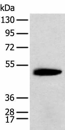KCTD16 Polyclonal Antibody (E-AB-52282)