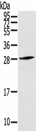 THYN1 Polyclonal Antibody (E-AB-17081)