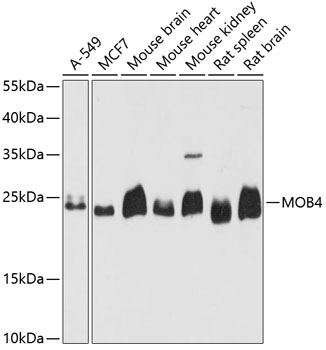 MOB4 Polyclonal Antibody (E-AB-65486)