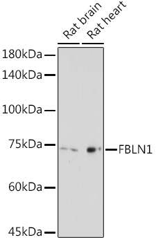 FBLN1 Polyclonal Antibody (E-AB-91408)