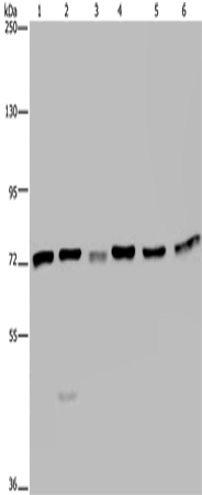 KARS Polyclonal Antibody (E-AB-11345)