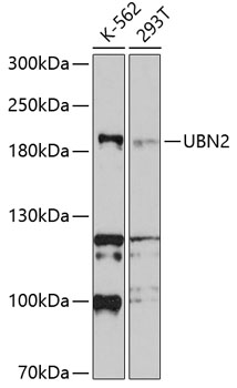 UBN2 Polyclonal Antibody (E-AB-90196)
