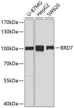 (KO Validated) BRD7 Polyclonal Antibody (E-AB-62431)