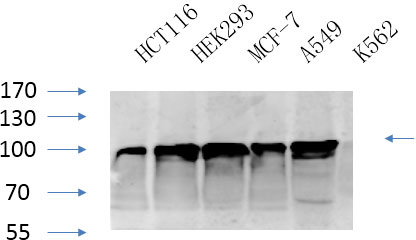 CANX Polyclonal Antibody (E-AB-30723)