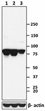 Purified anti-Hsp90α/β Antibody (661802)