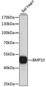 BMP10 Polyclonal Antibody (E-AB-65175)