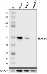 Purified anti-TFAP2A Antibody (634351)