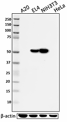 Purified anti-Vimentin Antibody (699301)