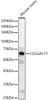COLGALT1 Polyclonal Antibody (E-AB-91583)
