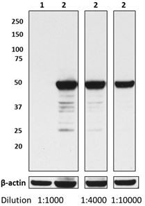 Ultra-LEAF™ Purified anti-HA.11 Epitope Tag Antibody (901521)