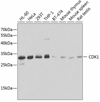 CDK1 Polyclonal Antibody (E-AB-60019)