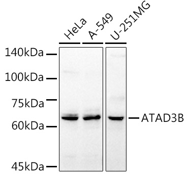 ATAD3B Polyclonal Antibody (E-AB-62541)