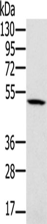 PSMC2 Polyclonal Antibody (E-AB-11408)
