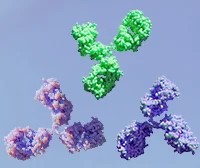 HUMAN. Secondary Antibodies BioLegend.