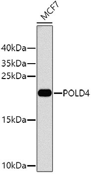 POLD4 Polyclonal Antibody (E-AB-62504)
