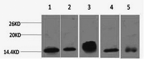 Histone H2B Monoclonal Antibody (E-AB-22086)