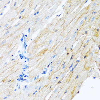 ADAM17 Polyclonal Antibody (E-AB-62231)