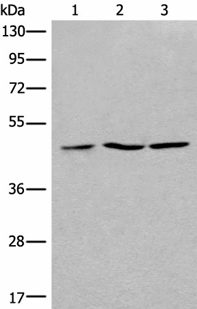 RPL3 Polyclonal Antibody (E-AB-18710)