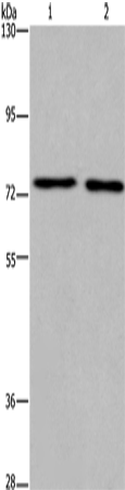 KCNQ4 Polyclonal Antibody (E-AB-16544)