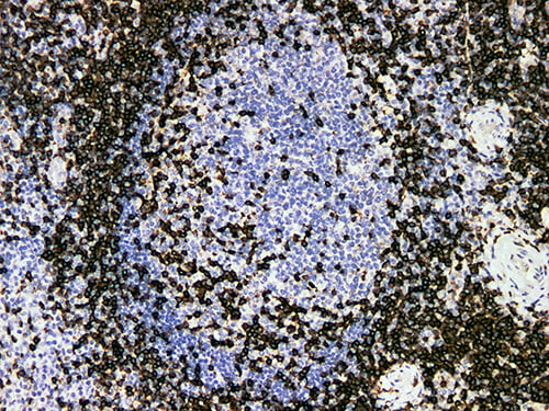 CD3 Monoclonal Antibody (ELAB6612-M)