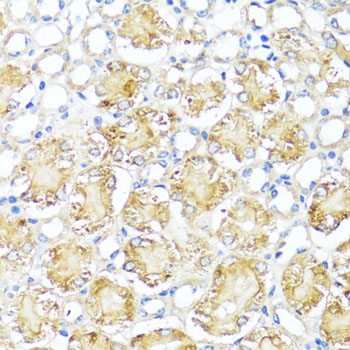 MAS1 Polyclonal Antibody (E-AB-67951)