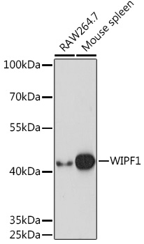 WIPF1 Polyclonal Antibody (E-AB-91677)