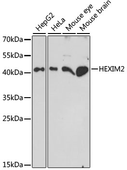 HEXIM2 Polyclonal Antibody (E-AB-65366)