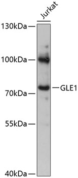 GLE1 Polyclonal Antibody (E-AB-90607)