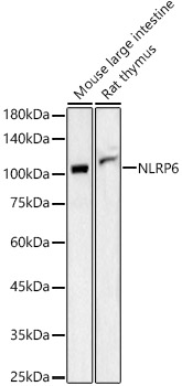 NLRP6 Polyclonal Antibody (E-AB-93137)