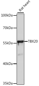 TBX20 Polyclonal Antibody (E-AB-66643)