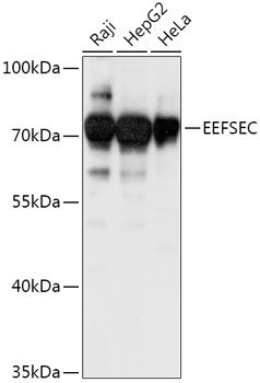 EEFSEC Polyclonal Antibody (E-AB-91899)