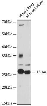 H2-Aa Polyclonal Antibody (E-AB-92020)
