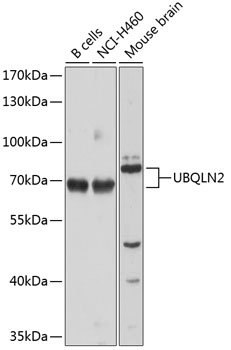 UBQLN2 Polyclonal Antibody (E-AB-63966)