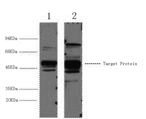 XRCC4 Monoclonal Antibody (E-AB-22044)