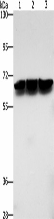 ZBTB1 Polyclonal Antibody (E-AB-53222)