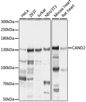 CAND2 Polyclonal Antibody (E-AB-91555)