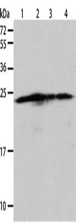 BAK1 Polyclonal Antibody (E-AB-10092)